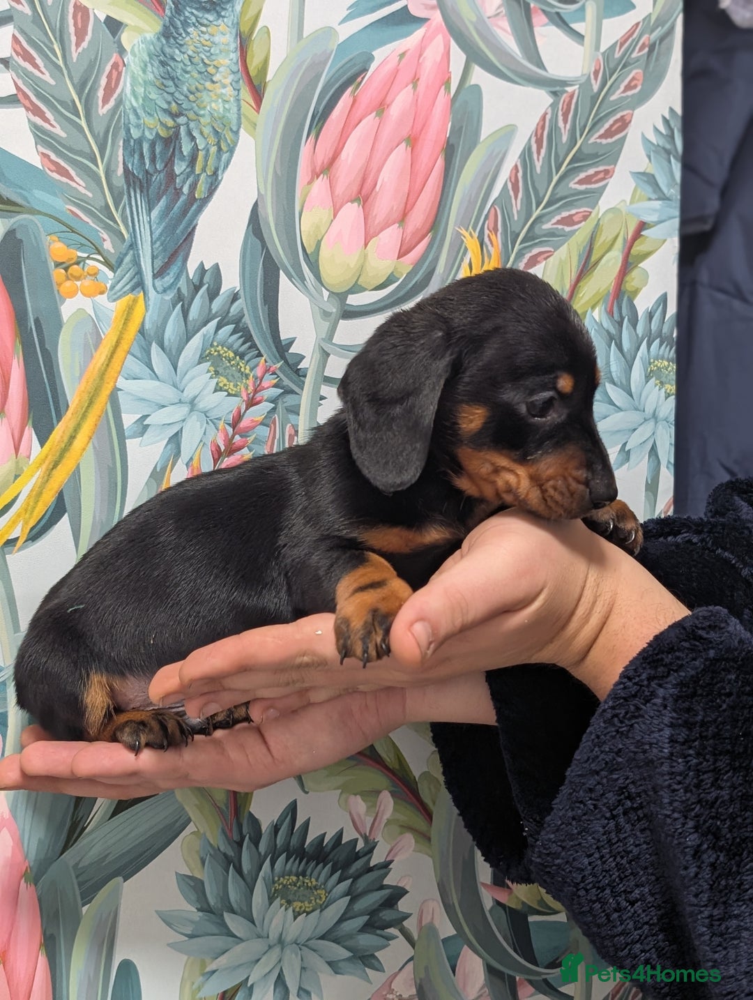 Miniature Dachshund dogs for sale: Tiny Miniature Dachshunds!! DNA CLEAR - Advert 2