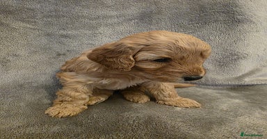 Cockapoo dogs - Advert 12