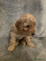 Cockapoo dogs - Advert 12