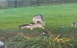 Border Collie dogs for sale: Beautiful merle and tri coloured collies  - Image 3