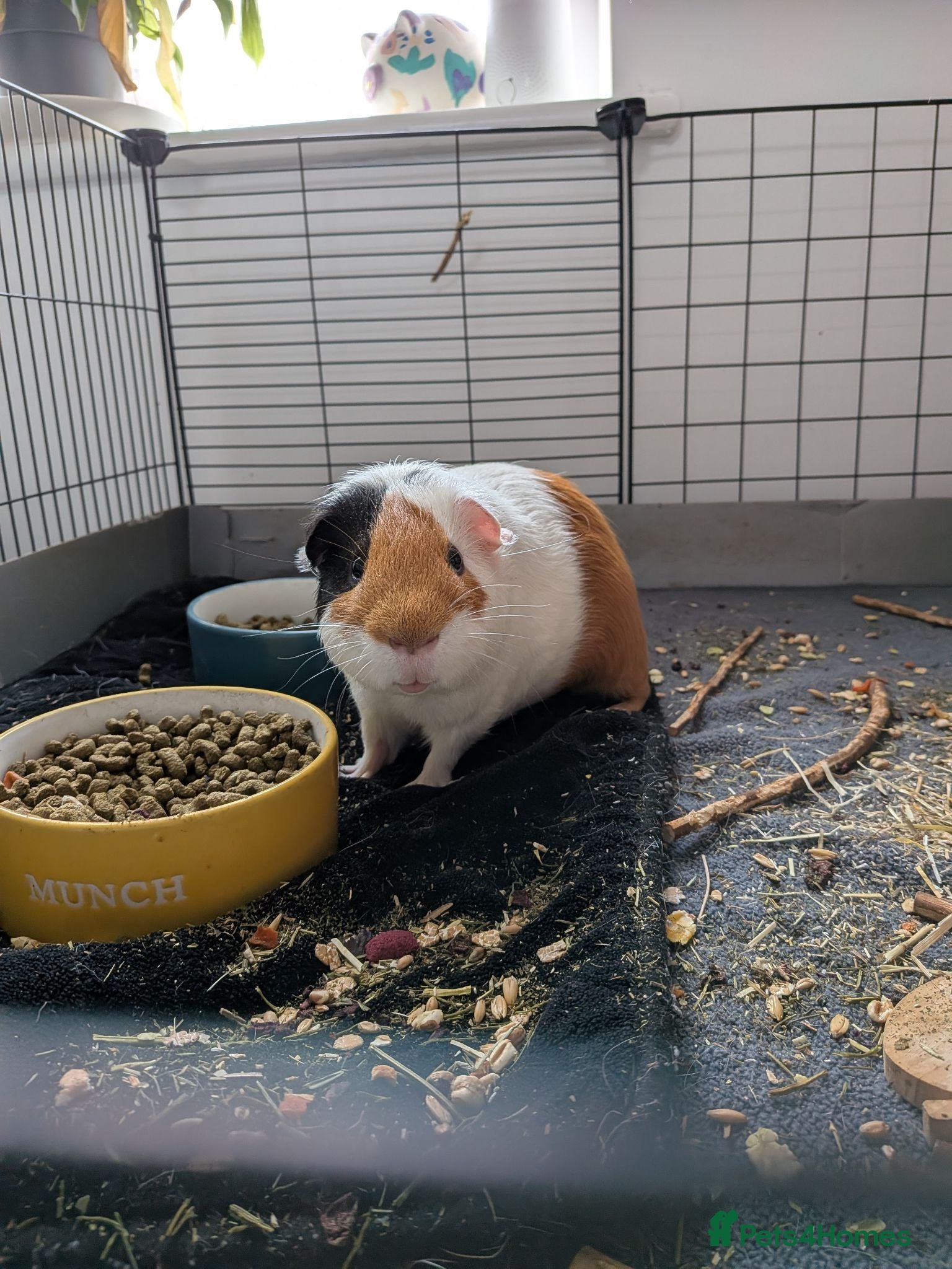Guinea Pig rodents Two boar guinea pigs FREE TO A GOOD HOME - Advert 2