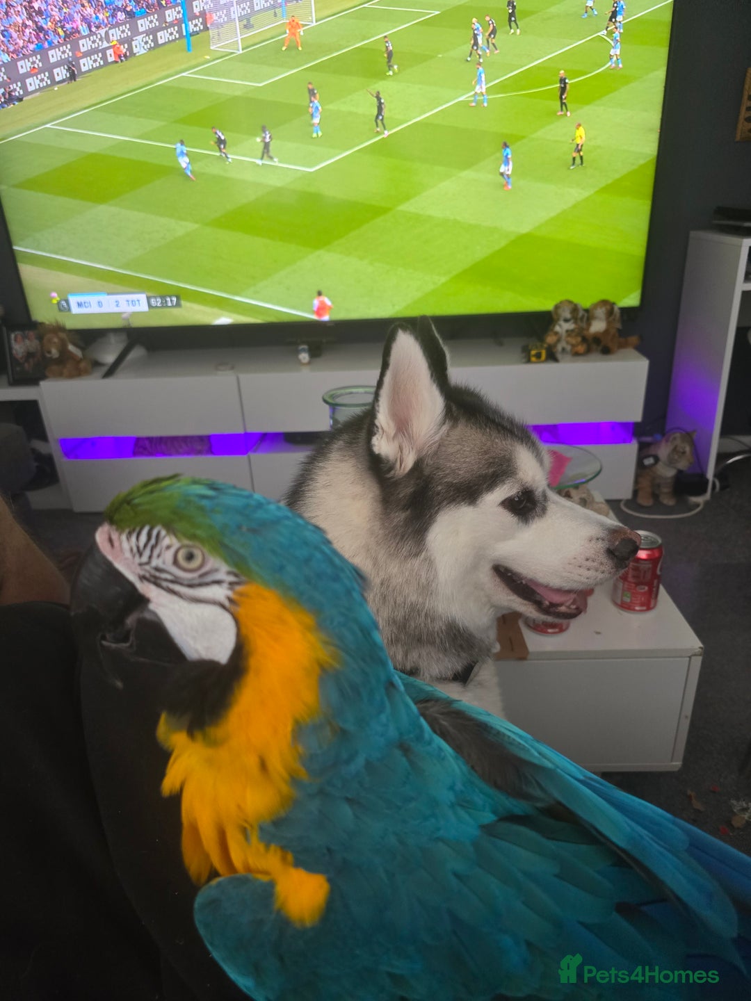 Macaws birds for sale: Female BNG MAcaw - Image 11