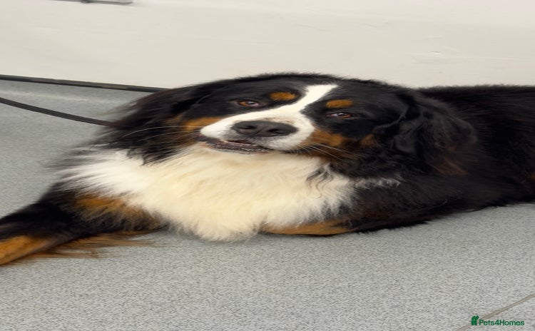 Bernese Mountain Dog dogs for stud in Goole - Advert 1