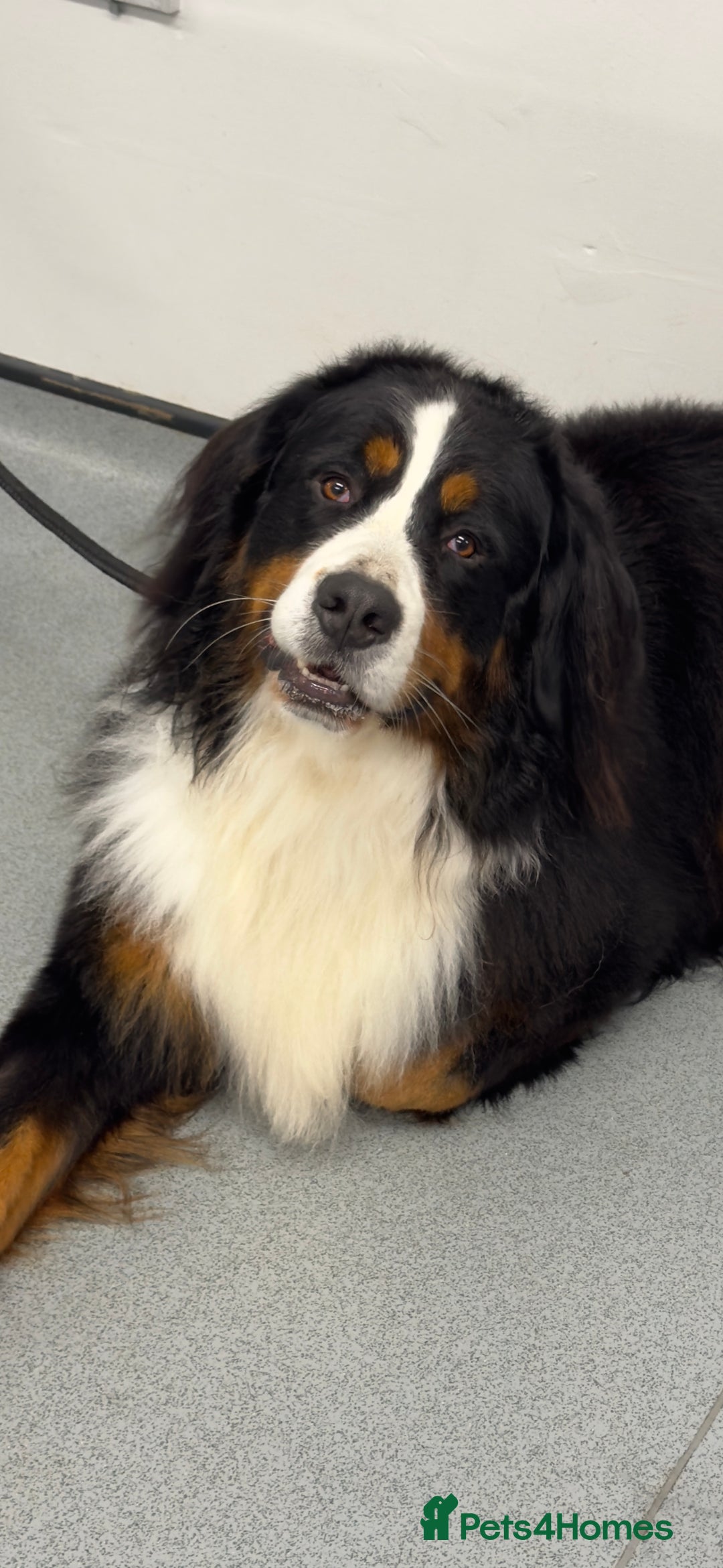 Bernese Mountain Dog dogs for stud: Bernese mountain dog (STUD) in Goole - Image 1