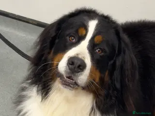 Bernese Mountain Dog dogs Bernese mountain dog (STUD) in Goole - Advert 4