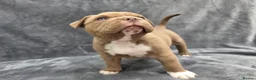 American Bully dogs for sale: Pocketbully puppy  - Advert 28