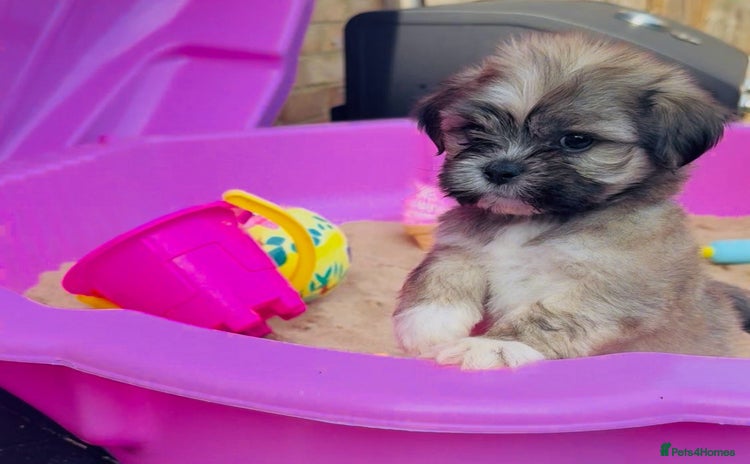 Shih Tzu dogs - Advert 1