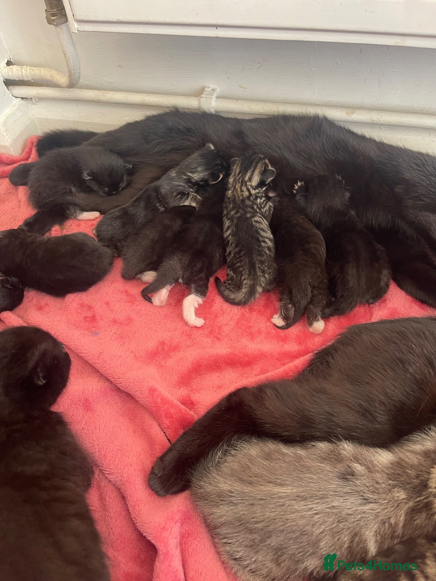 British Shorthair cats 9 Kittens For Sale Ready Now  - Advert 1