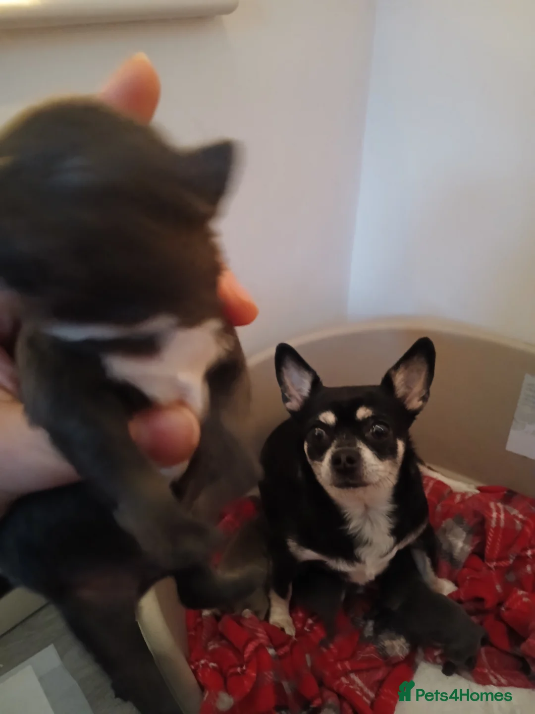 Chihuahua dogs for sale: Last little boy - Advert 4