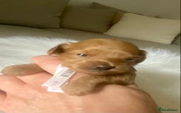 Maltipoo dogs for sale: 🌸Adorable Asian Maltipoo Puppy  - Image 9