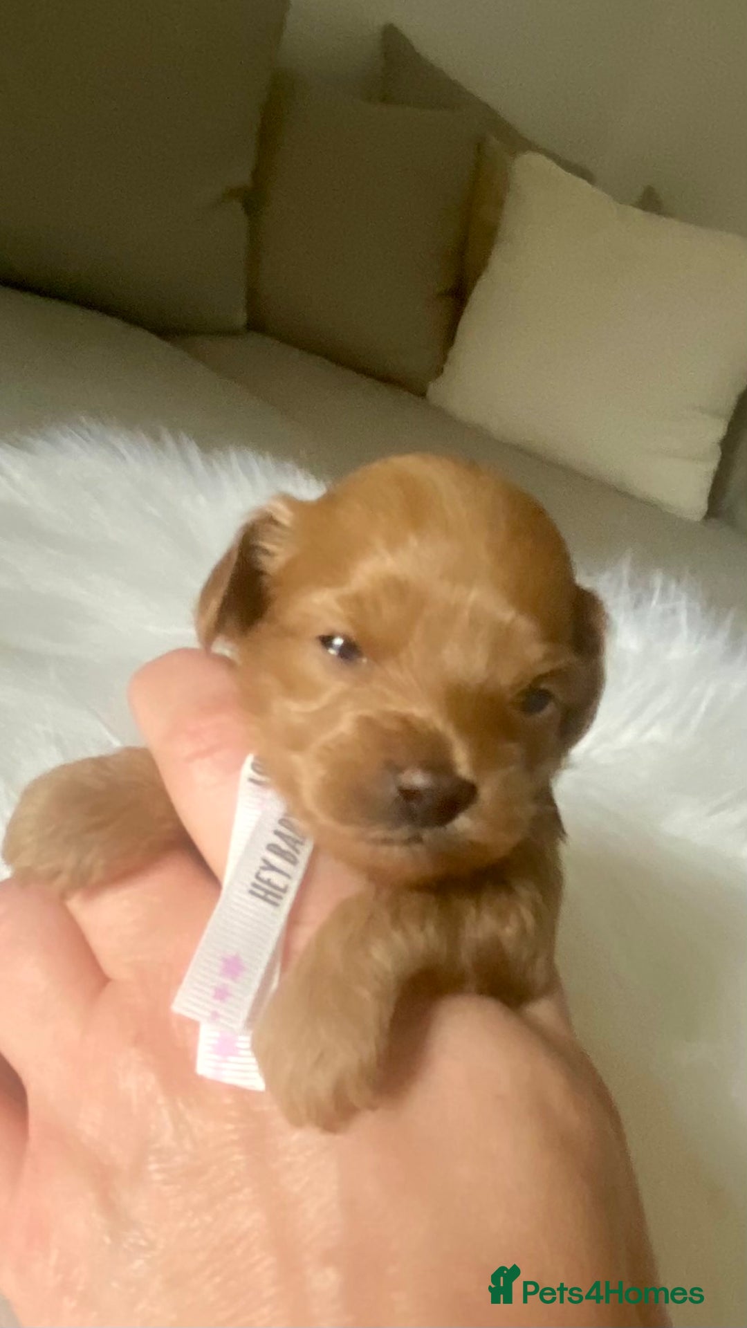 Maltipoo dogs for sale: 🌸Adorable Asian Maltipoo Puppy  - Image 9