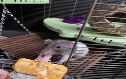 Rat rodents for sale: re homing my gorgeous girls - Image 3
