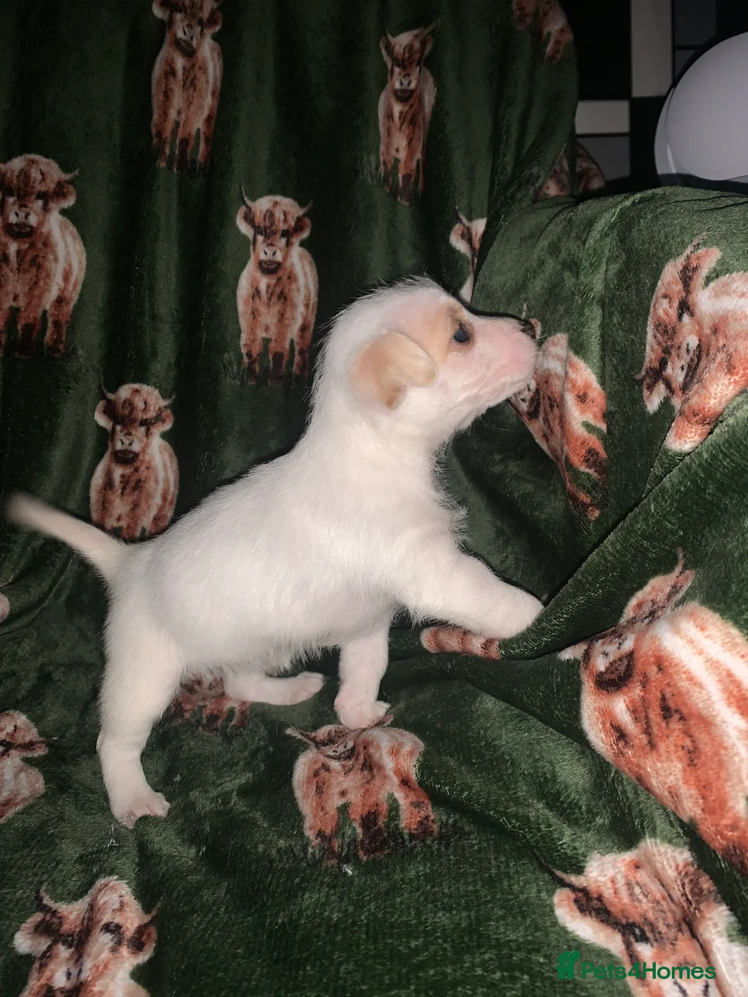 Jack Russell dogs for sale: Bunny’s babys - Advert 5