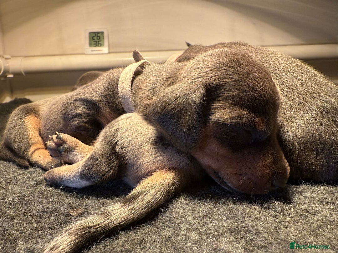 Miniature Dachshund dogs for sale: Blue & Tan Miniature Dachshund  - Advert 13