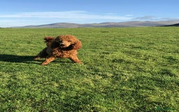 Cockapoo dogs for sale: 🖤BEAUTIFUL COCKAPOO FOR SALE🖤 - Advert 24