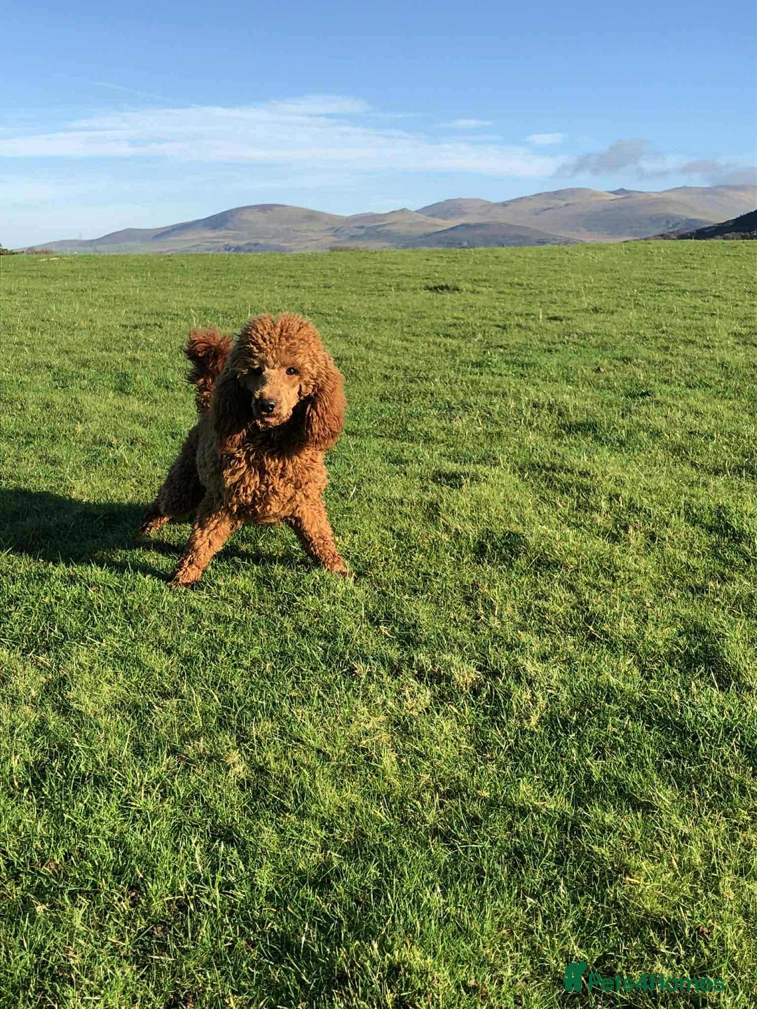 Cockapoo dogs for sale: 🖤BEAUTIFUL COCKAPOO FOR SALE🖤 - Advert 24