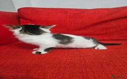 Domestic Shorthair cats for sale: Male and female  - Image 19