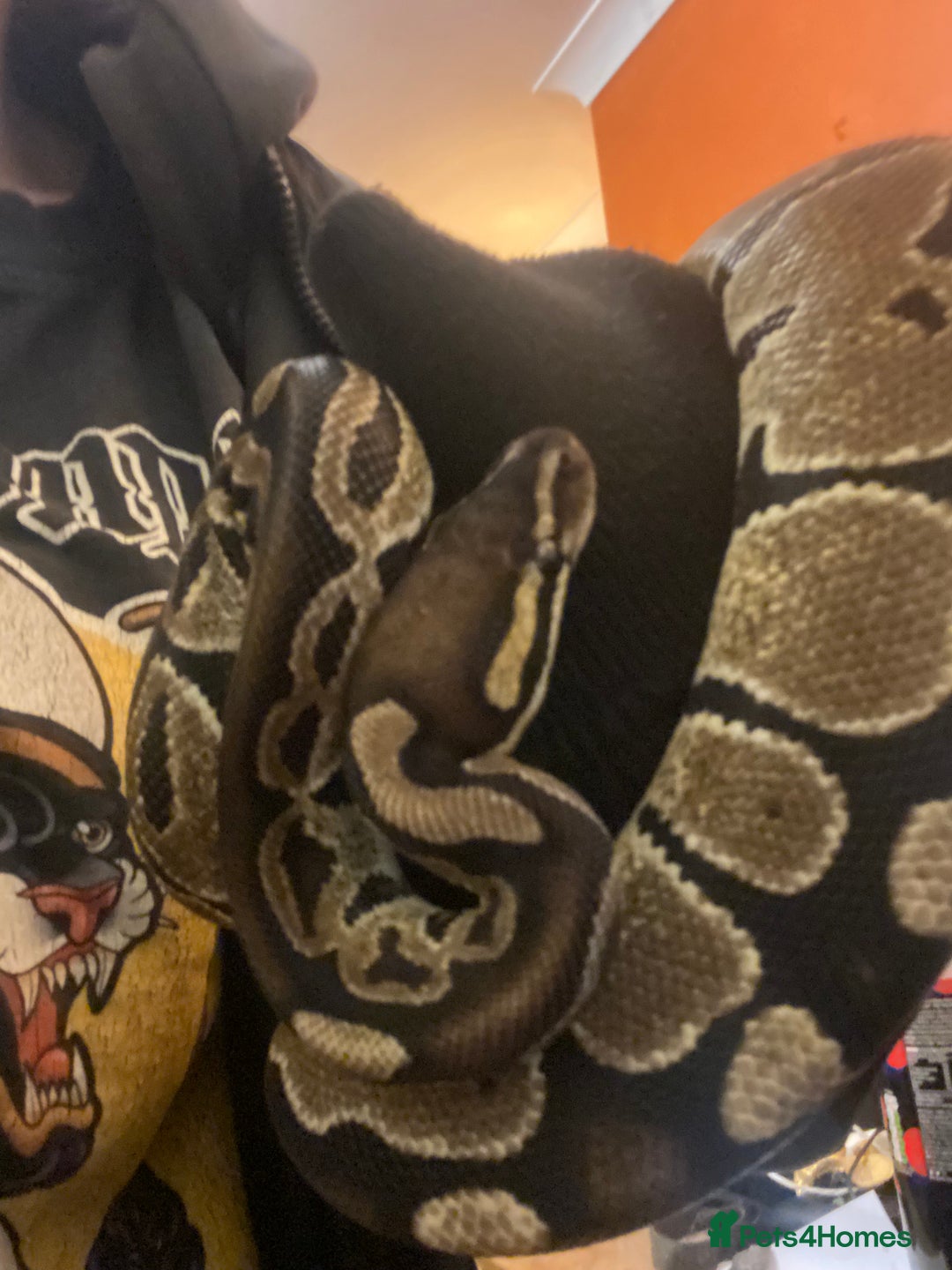 Python Snake reptiles for sale: Female Royal python  - Advert 4