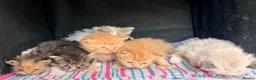 Selkirk Rex cats for sale: Beautiful Selkirk rex kitten  - Advert 13