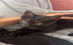 Brazilian Shorthair cats for sale: Black Cute Kitten - Image 6