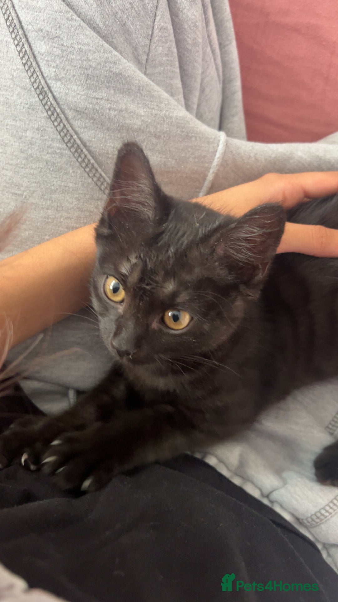 Brazilian Shorthair cats for sale: Black Cute Kitten - Image 6