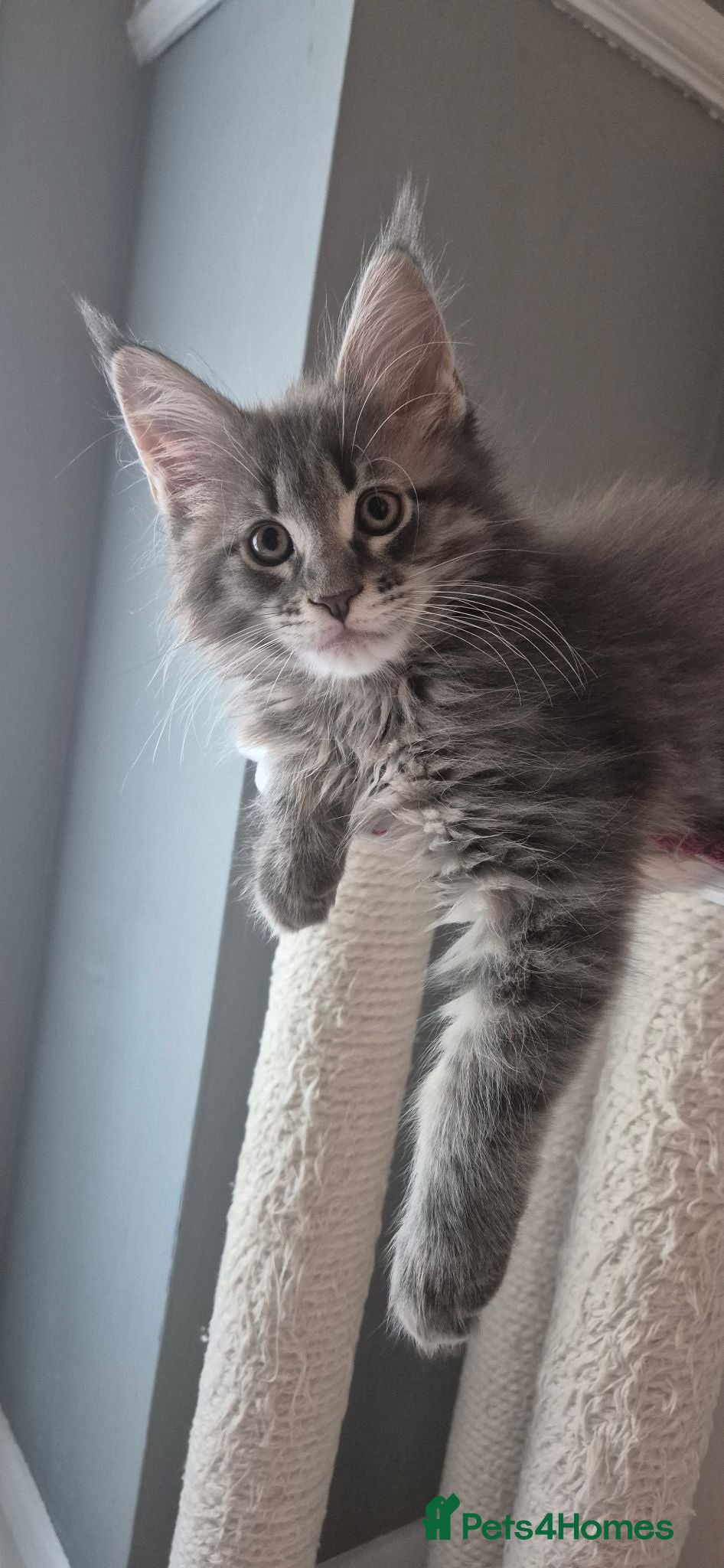Maine Coon cats Maine Coon Boys from Large line(pet only) - Advert 2