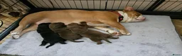 Mixed Breed dogs for sale: F1 BULLADOR PUPPIES - Advert 25
