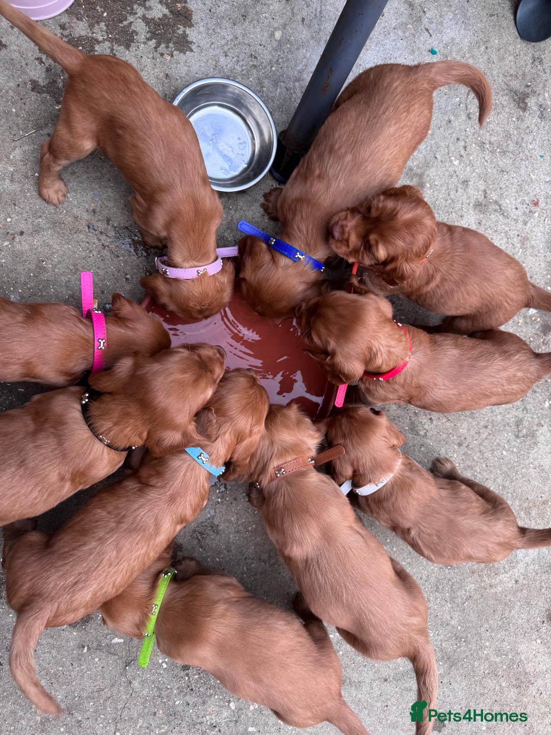 Cocker Spaniel dogs for sale: Pure breed cocker spaniels puppies  - Image 15