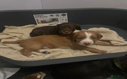 Cocker Spaniel dogs for sale: Make Working cocker spaniel puppies  - Image 12