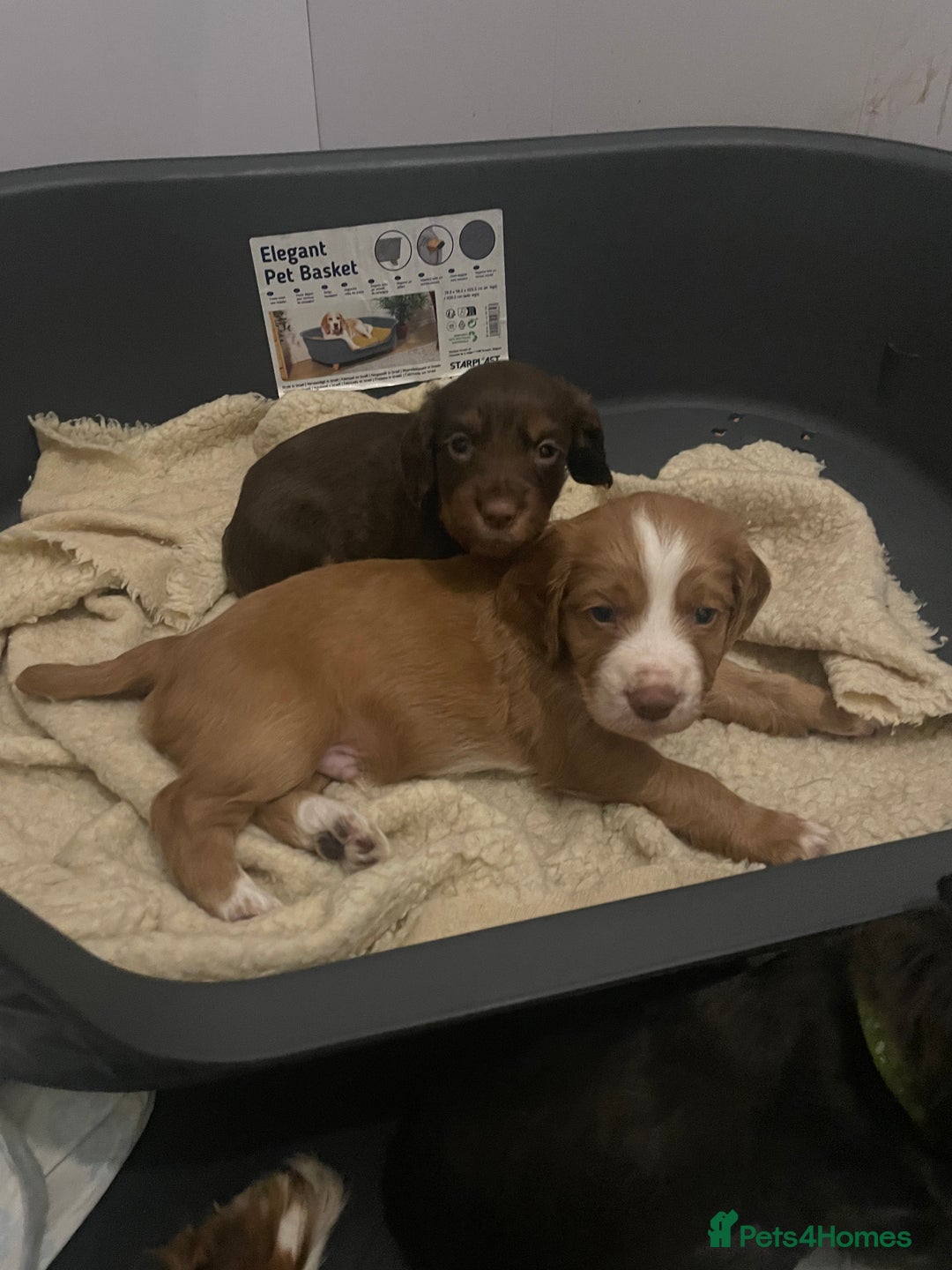 Cocker Spaniel dogs for sale: Make Working cocker spaniel puppies  - Image 12