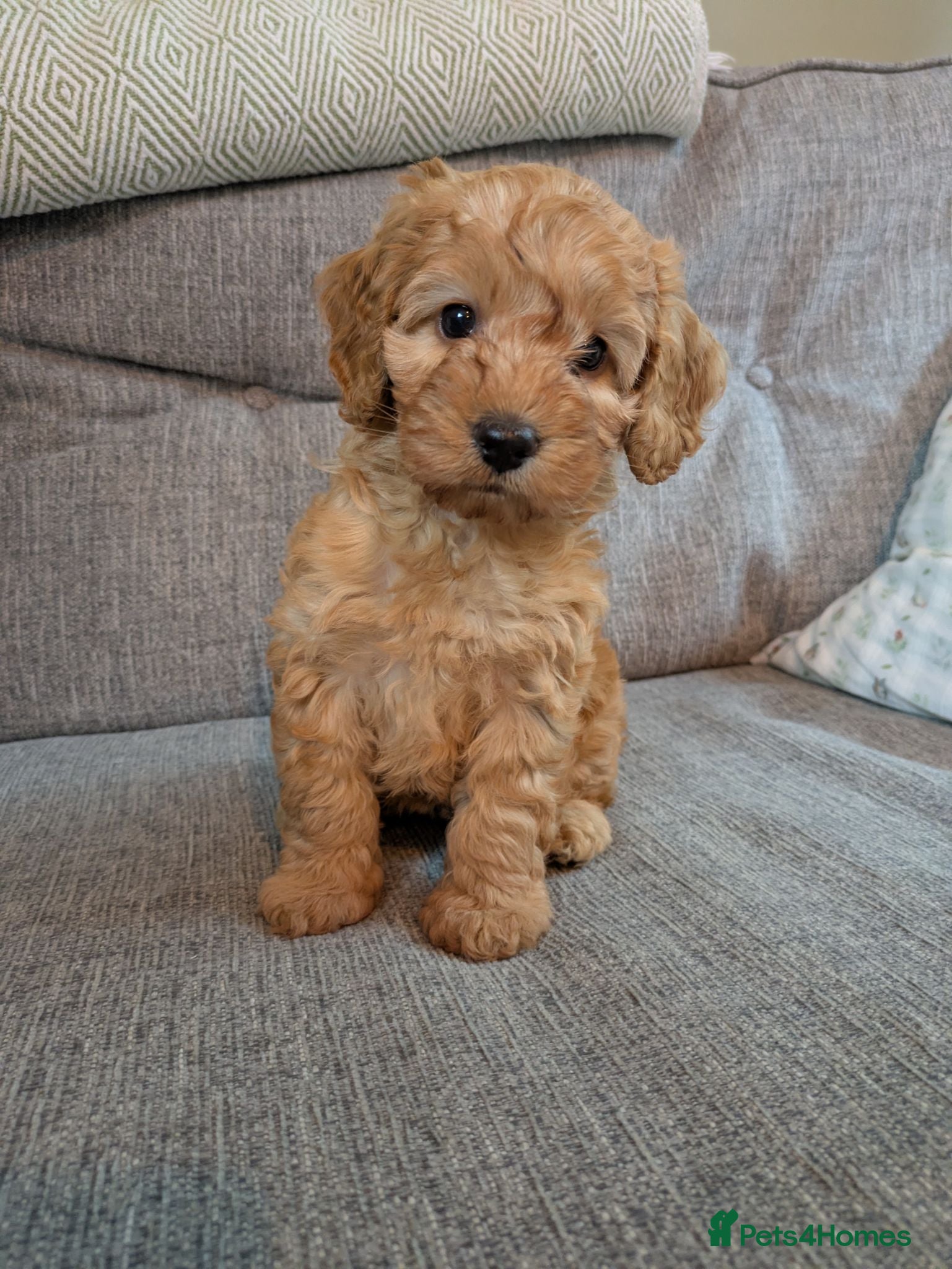 Cockapoo dogs Cockerpoo puppy's  - Advert 15