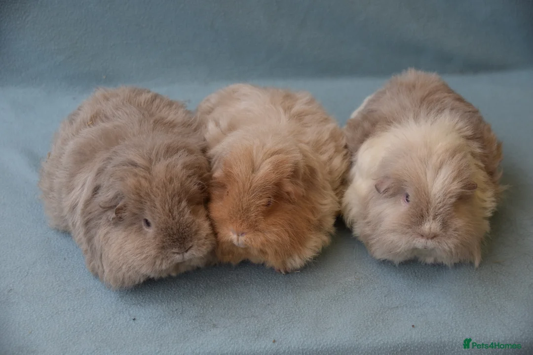 Guinea Pig rodents for sale: Longhared guinea pigs sows (2-3.5 years old) - Advert 3