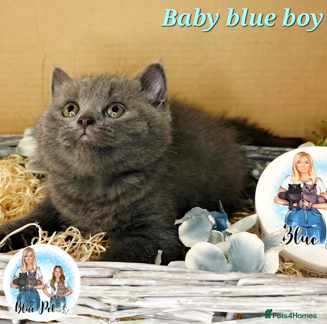 British Shorthair cats for sale: 4 beautiful British short hairs available  - Advert 11