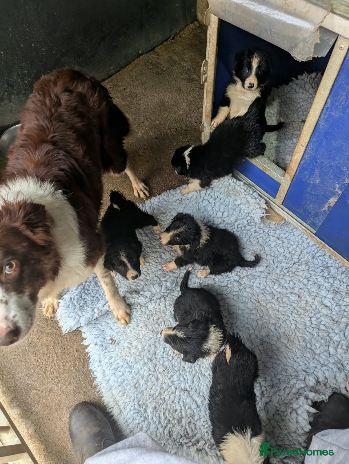 Border Collie dogs Paddy rough coated isds registered pup - Advert 1