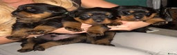 Rottweiler dogs for sale: Rottwieler pups kc registered - Advert 1