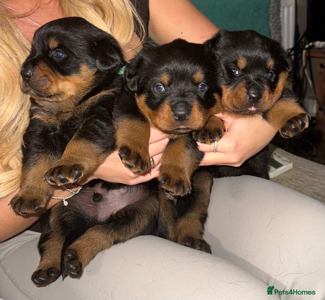 Rottweiler dogs for sale: Rottwieler pups kc registered - Advert 1