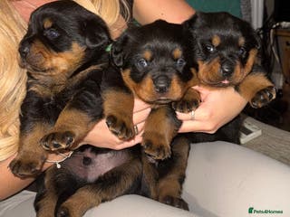 Rottweiler dogs Rottwieler pups kc registered - Advert 2