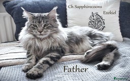Maine Coon cats for sale: STUNNING XL PEDIGREE MAINE COON KITTENS - Image 26