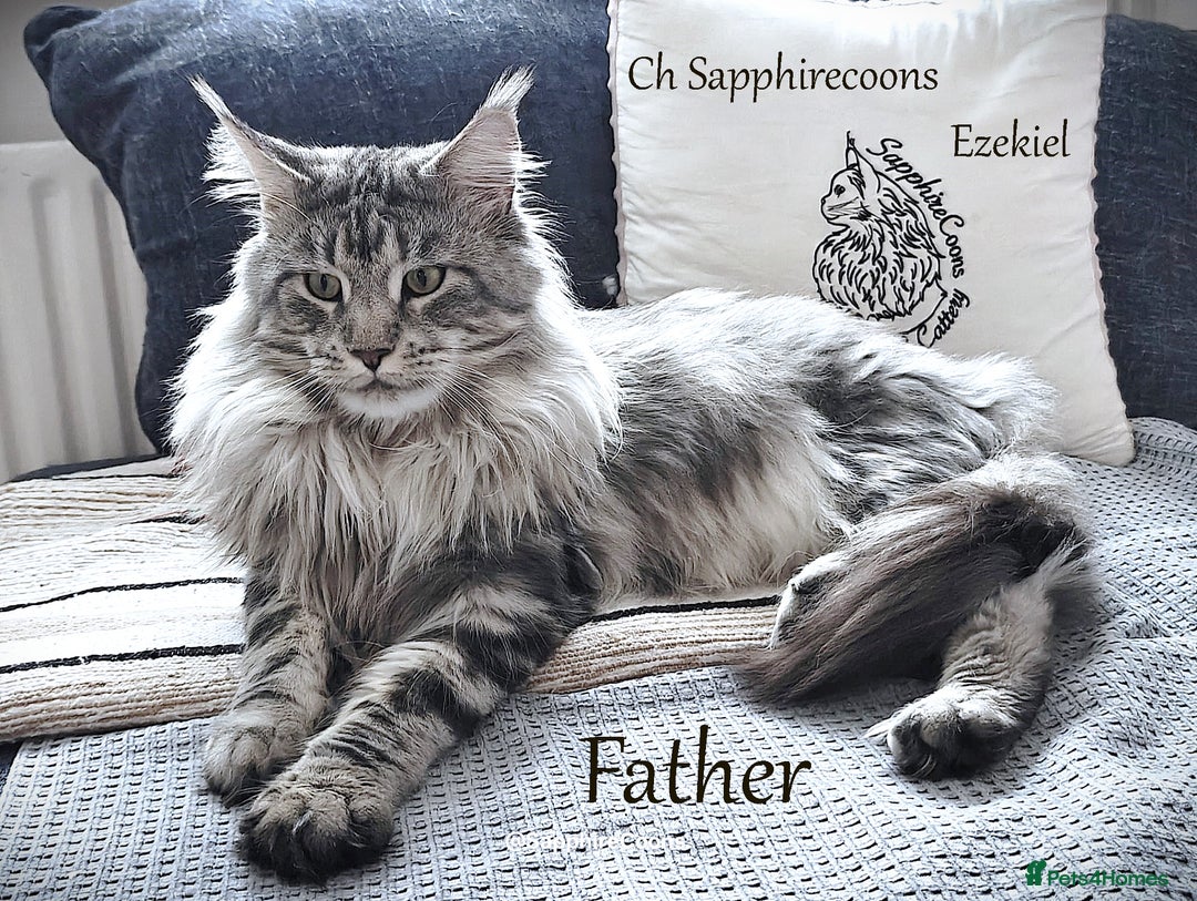 Maine Coon cats for sale: STUNNING XL PEDIGREE MAINE COON KITTENS - Image 26