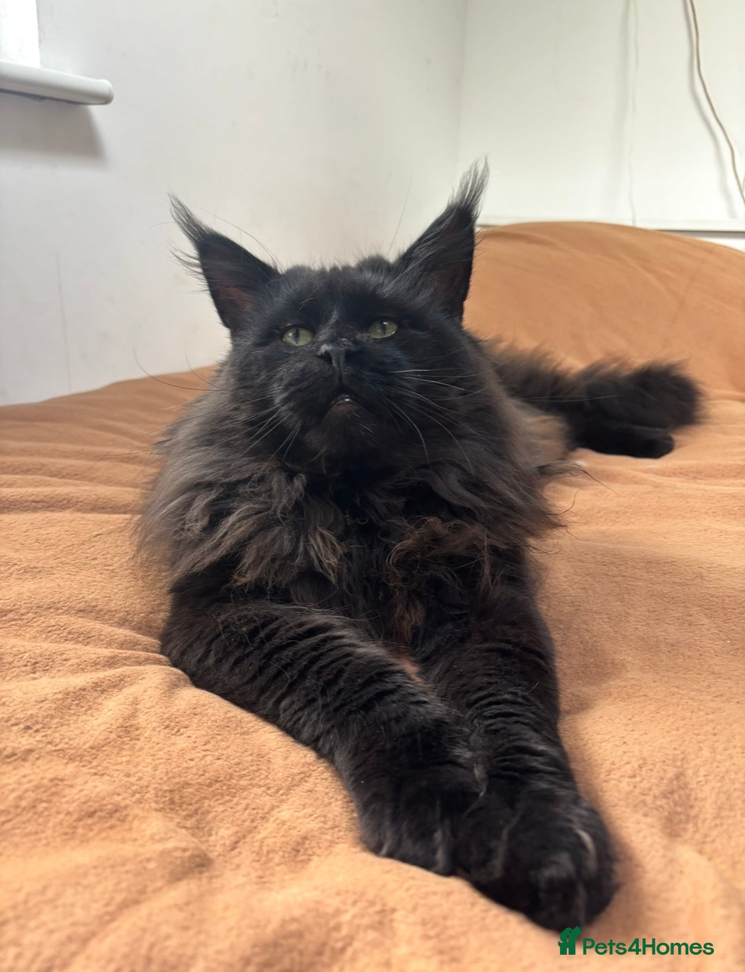 Maine Coon cats for sale: Rehoming of handsome stud Maine Coon - Image 3