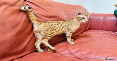 Savannah cats in Spalding - Advert 16