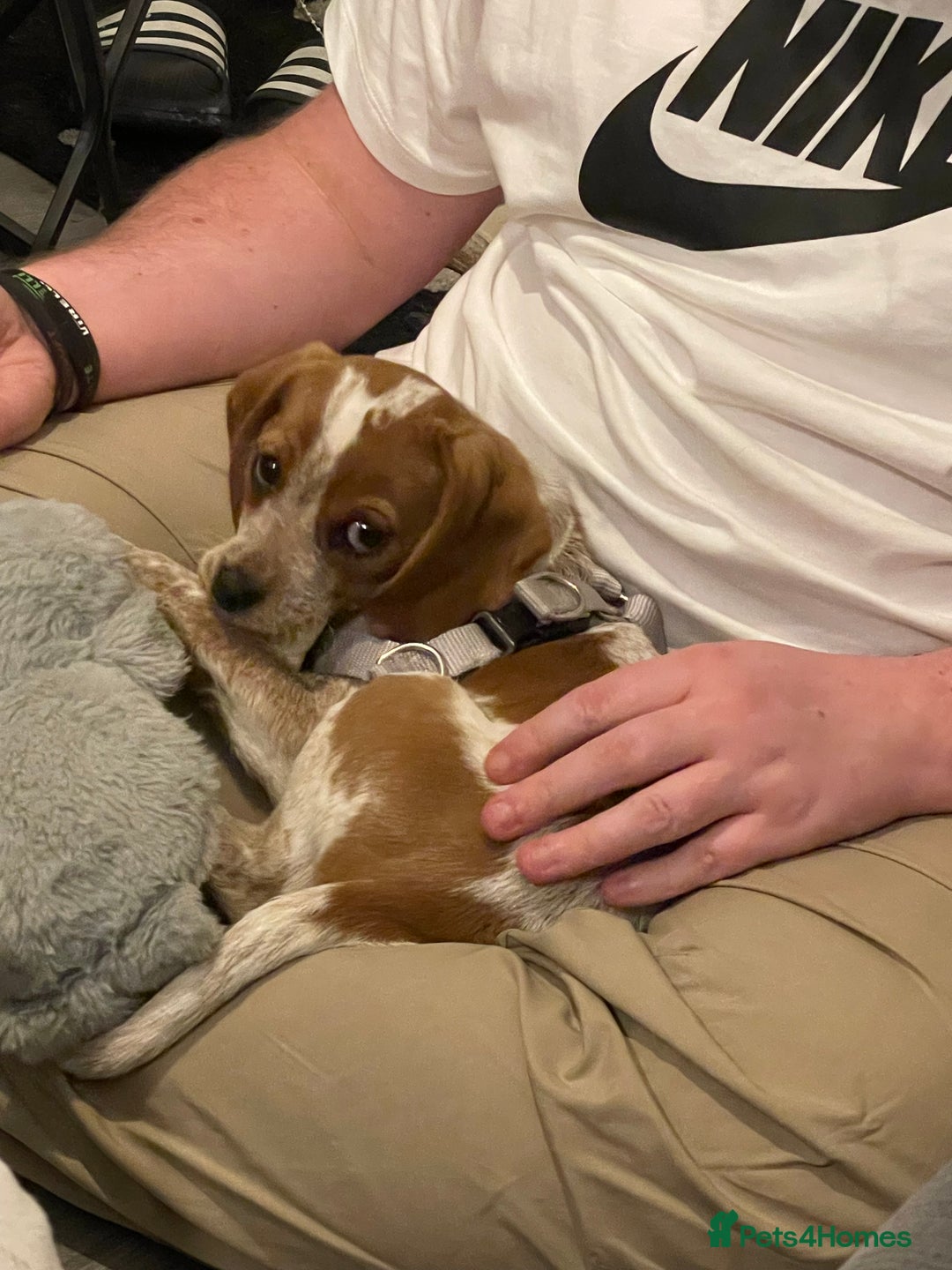 Beaglier dogs for sale: 13 month old beaglier  - Advert 38