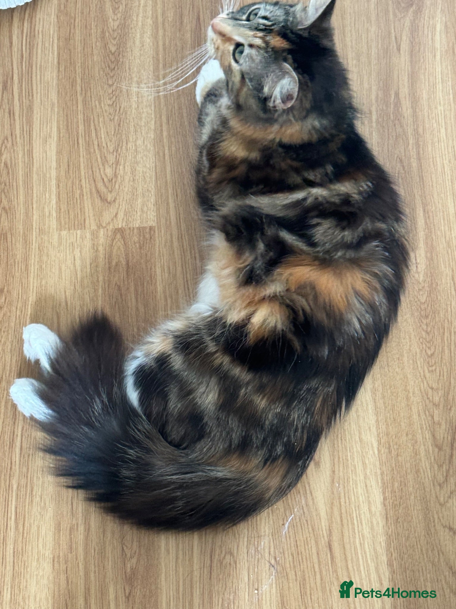 Mixed Breed cats 4 kittens Available boys and girls - Advert 1