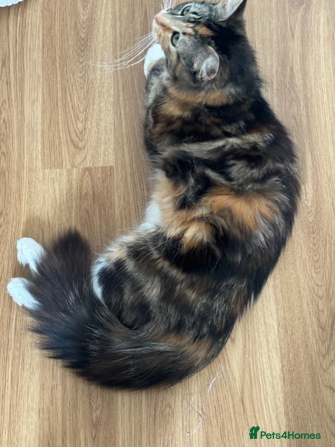 Mixed Breed cats for sale: 4 kittens Available boys and girls - Advert 1