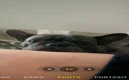 French Bulldog dogs for sale: Blu frenchie  - Image 3