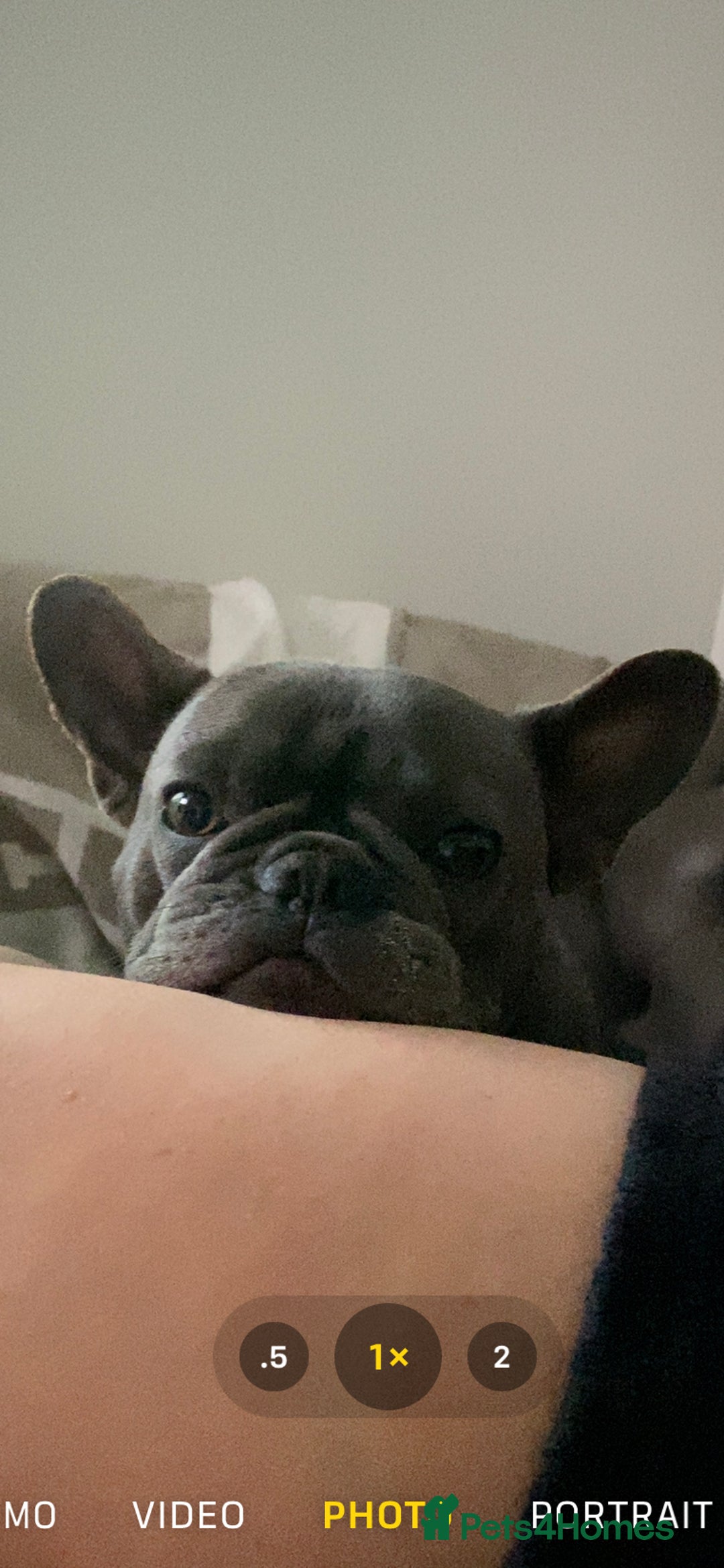 French Bulldog dogs for sale: Blu frenchie  - Image 3