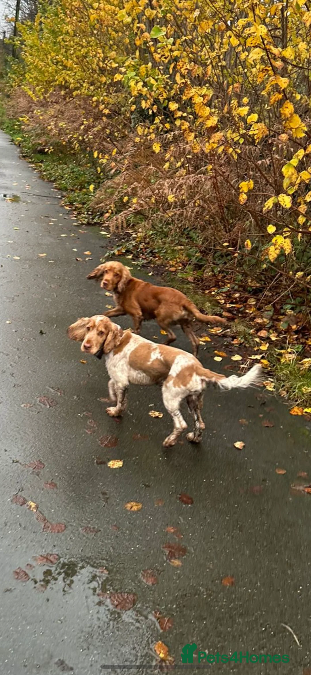 Cocker Spaniel dogs for stud: KC Reg Show Cocker Spaniel- Extensively DNA tested in Warrington - Advert 22