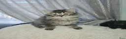Ragdoll cats for sale: Beautiful Ragdoll cross Norwegian forest kittens  - Advert 9