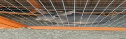 Netherland Dwarf rabbits for sale: 1 buck available  - Advert 4