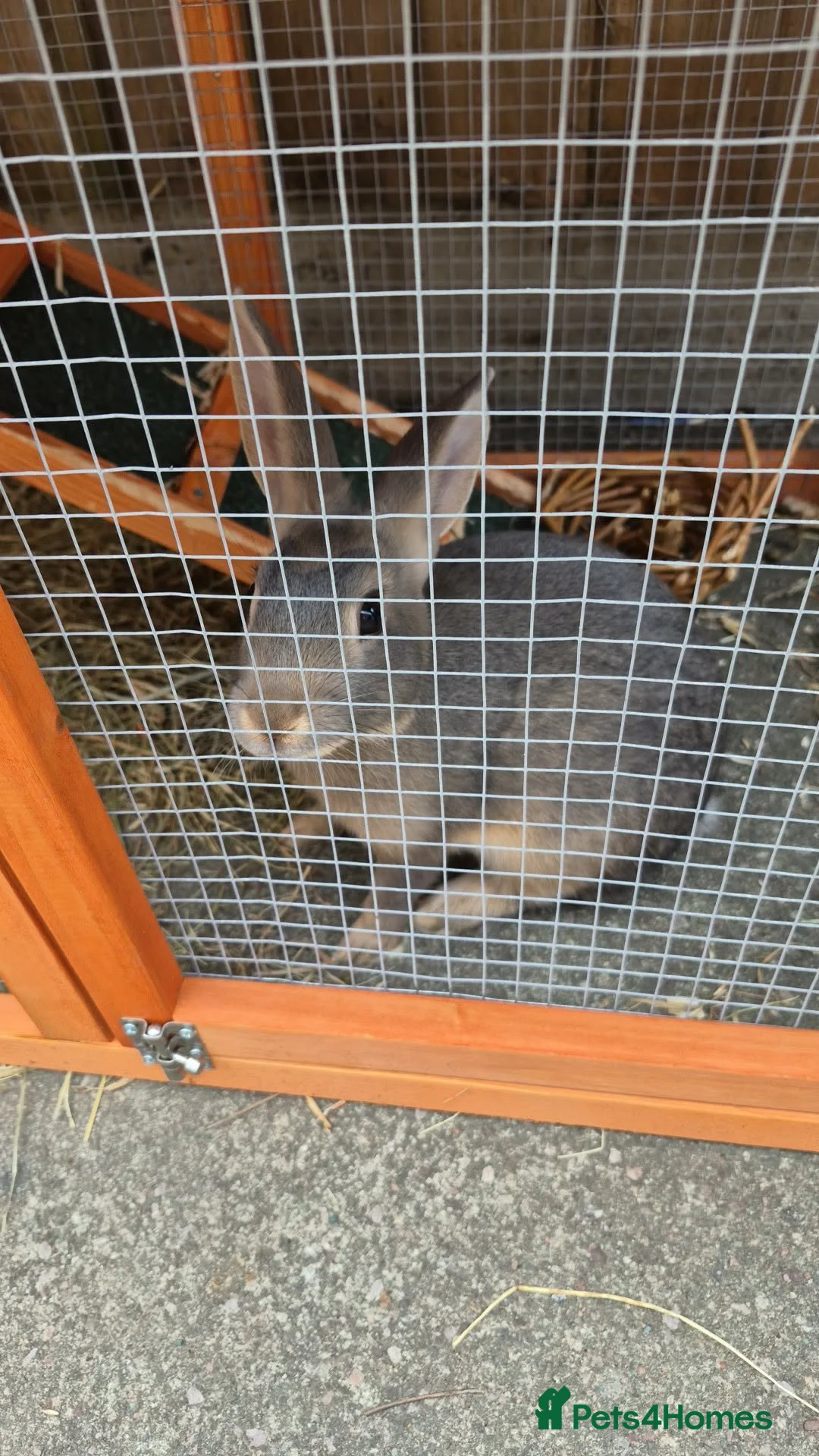 Netherland Dwarf rabbits for sale: 1 buck available  - Advert 4